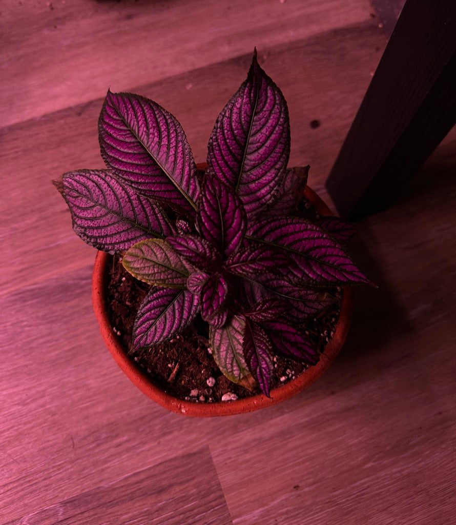 Persian Shield Royal Purple