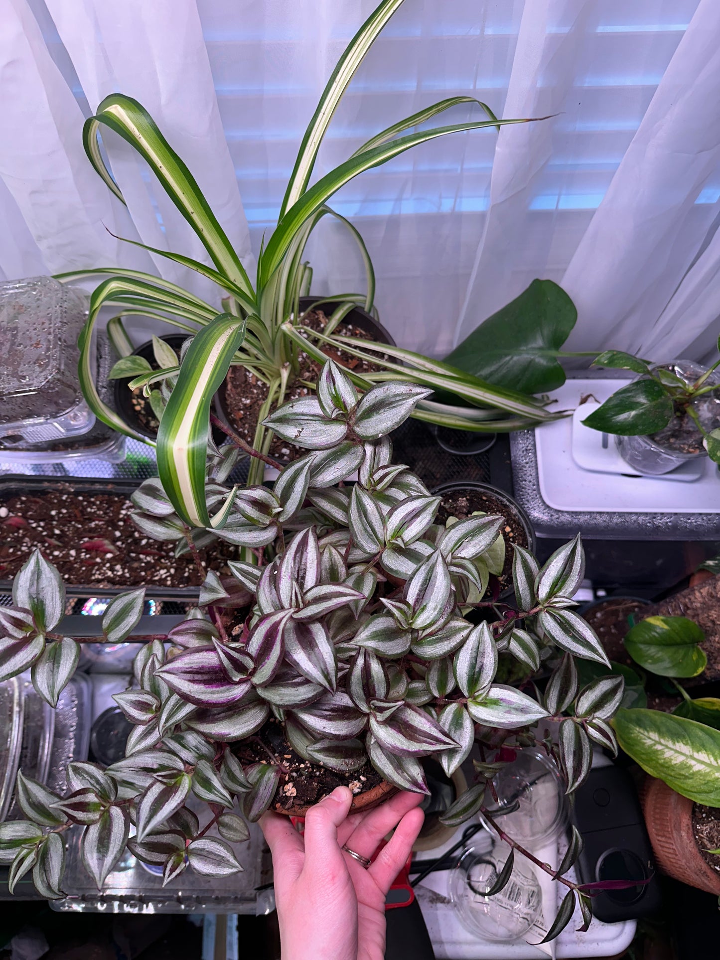 Tradescantina Zebrina