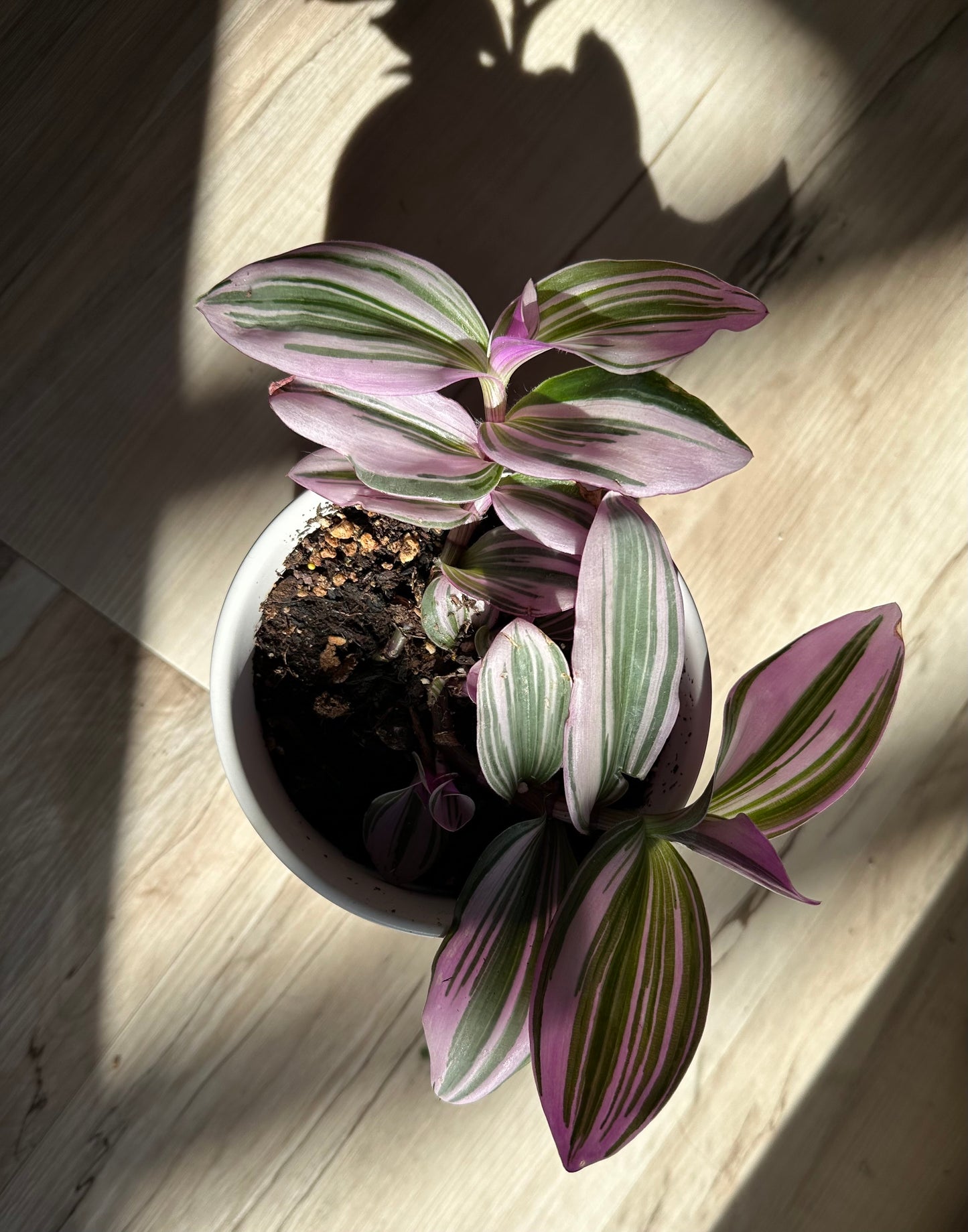 Tradescantia 'Nanouk'