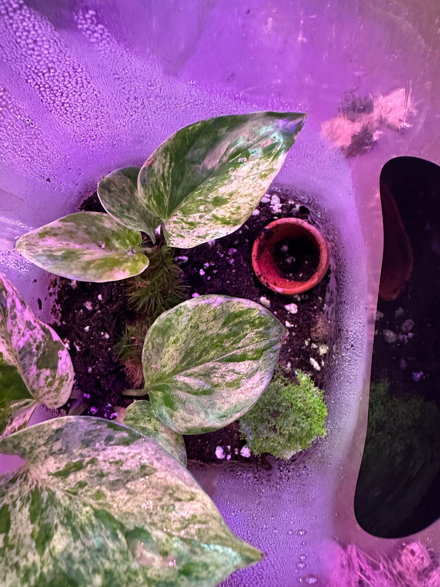 Terrariums
