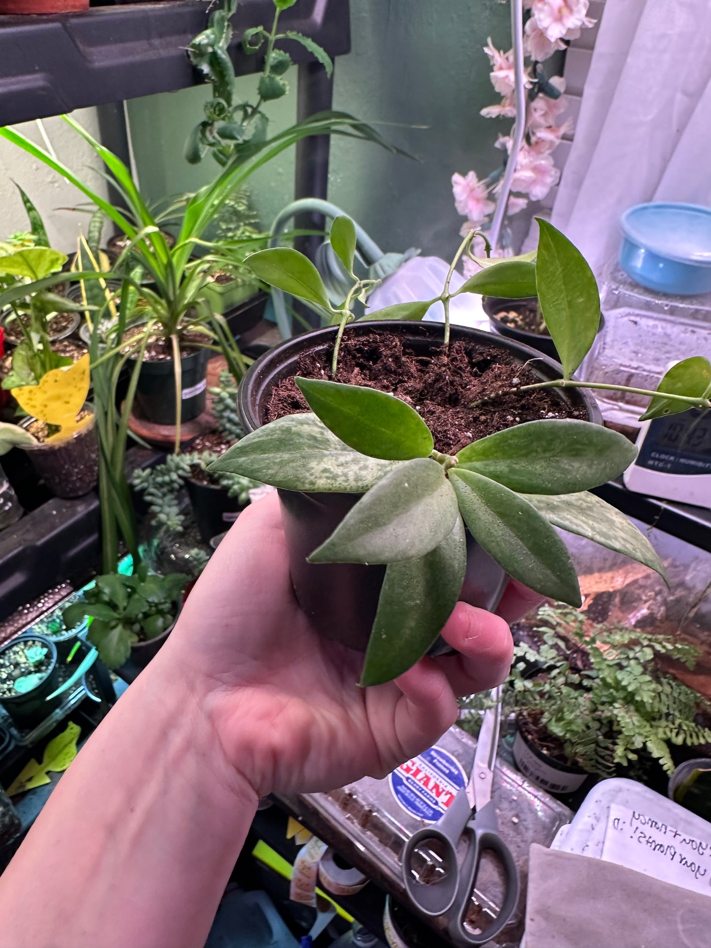 Variegated Lipstick Plant