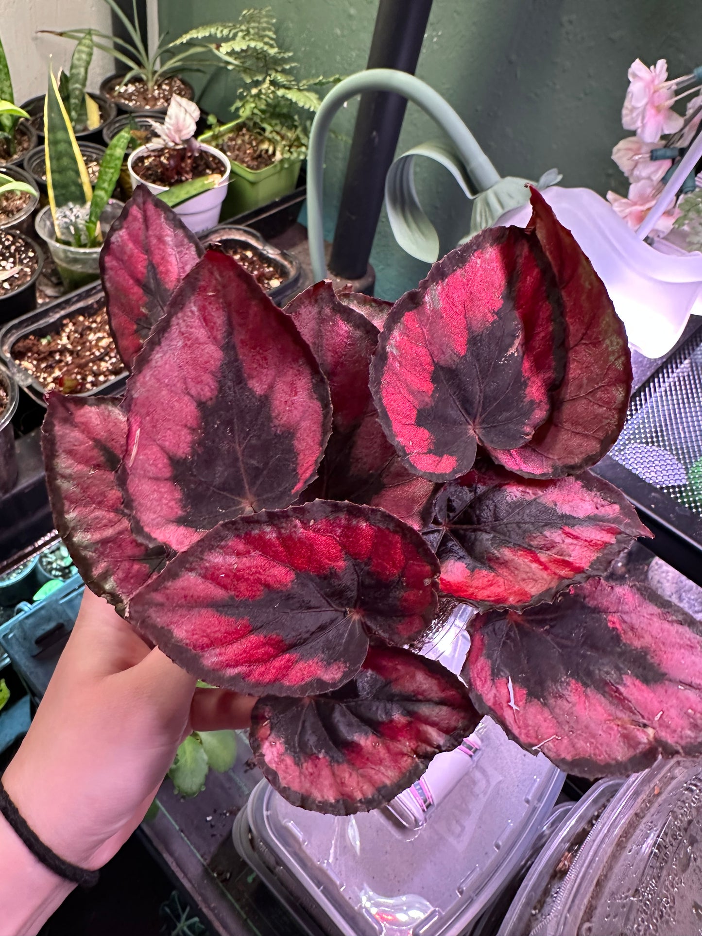 Begonia (Red Robin)