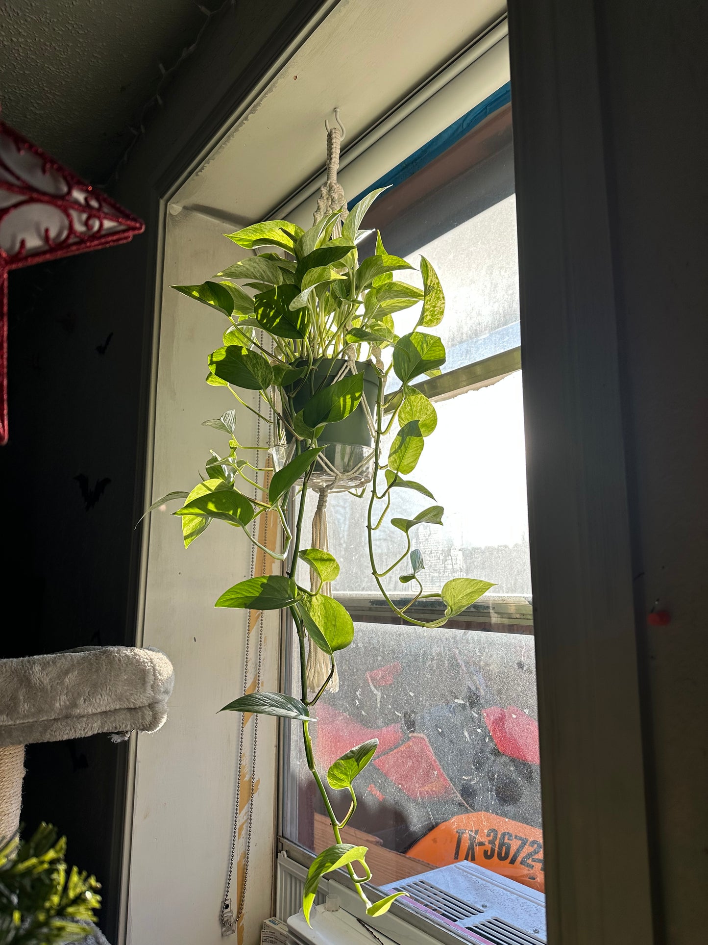 Marble Queen Pothos