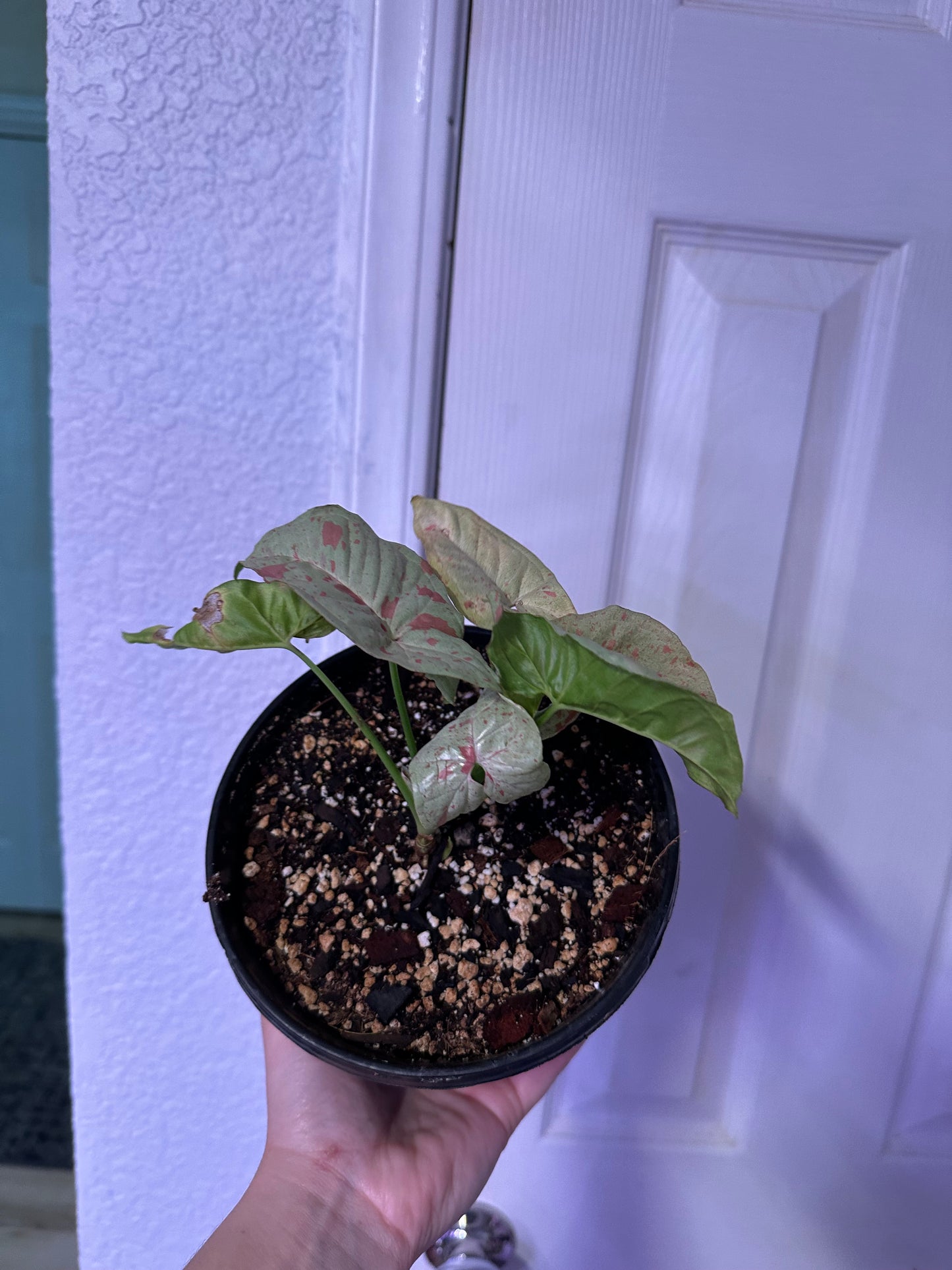 Milk Confetti Syngonium