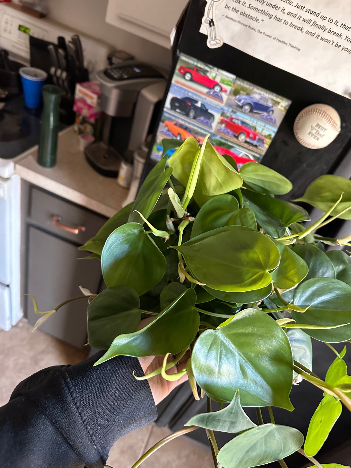 Heartleaf Philodendron