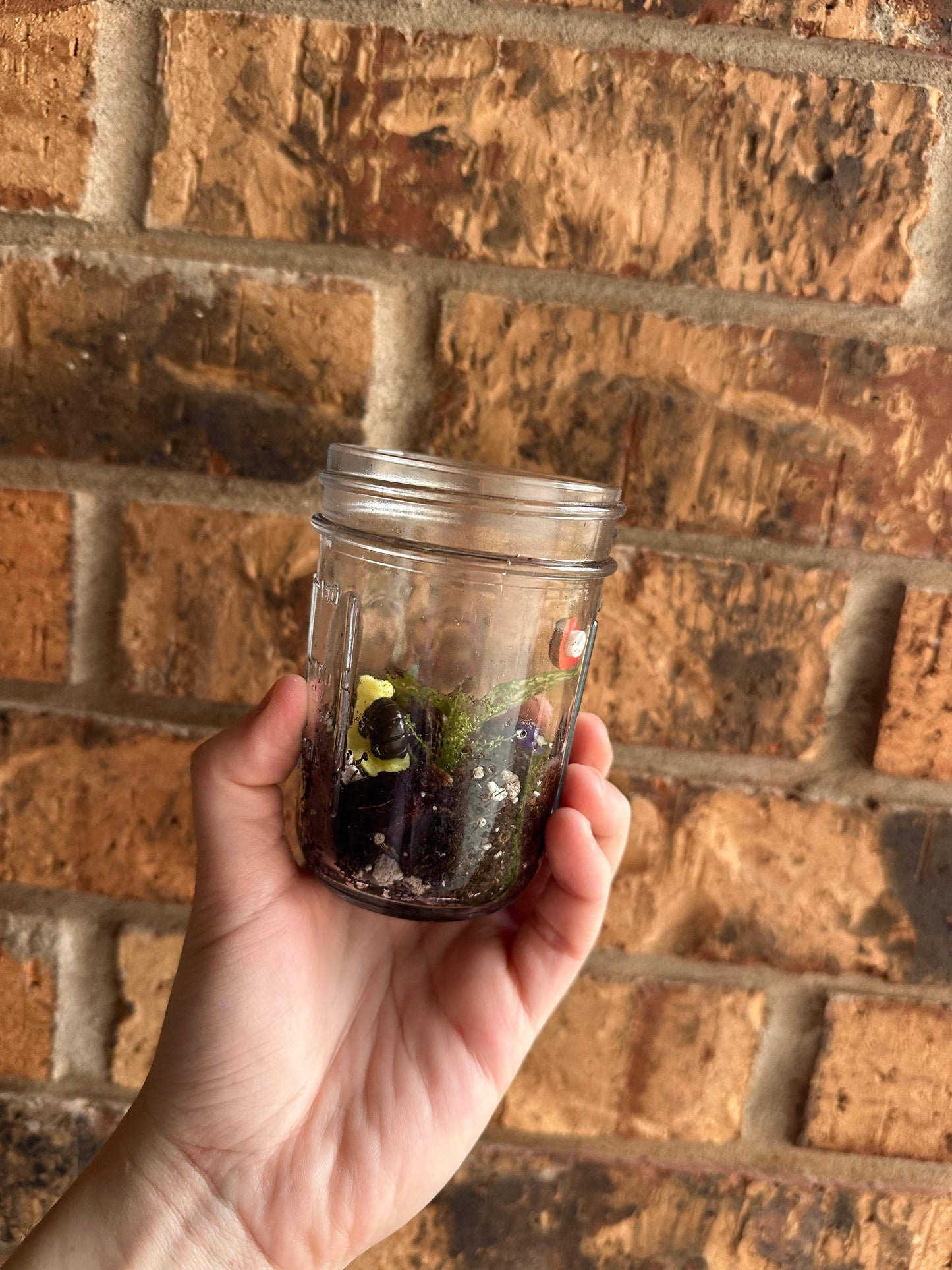 Mini terrarium