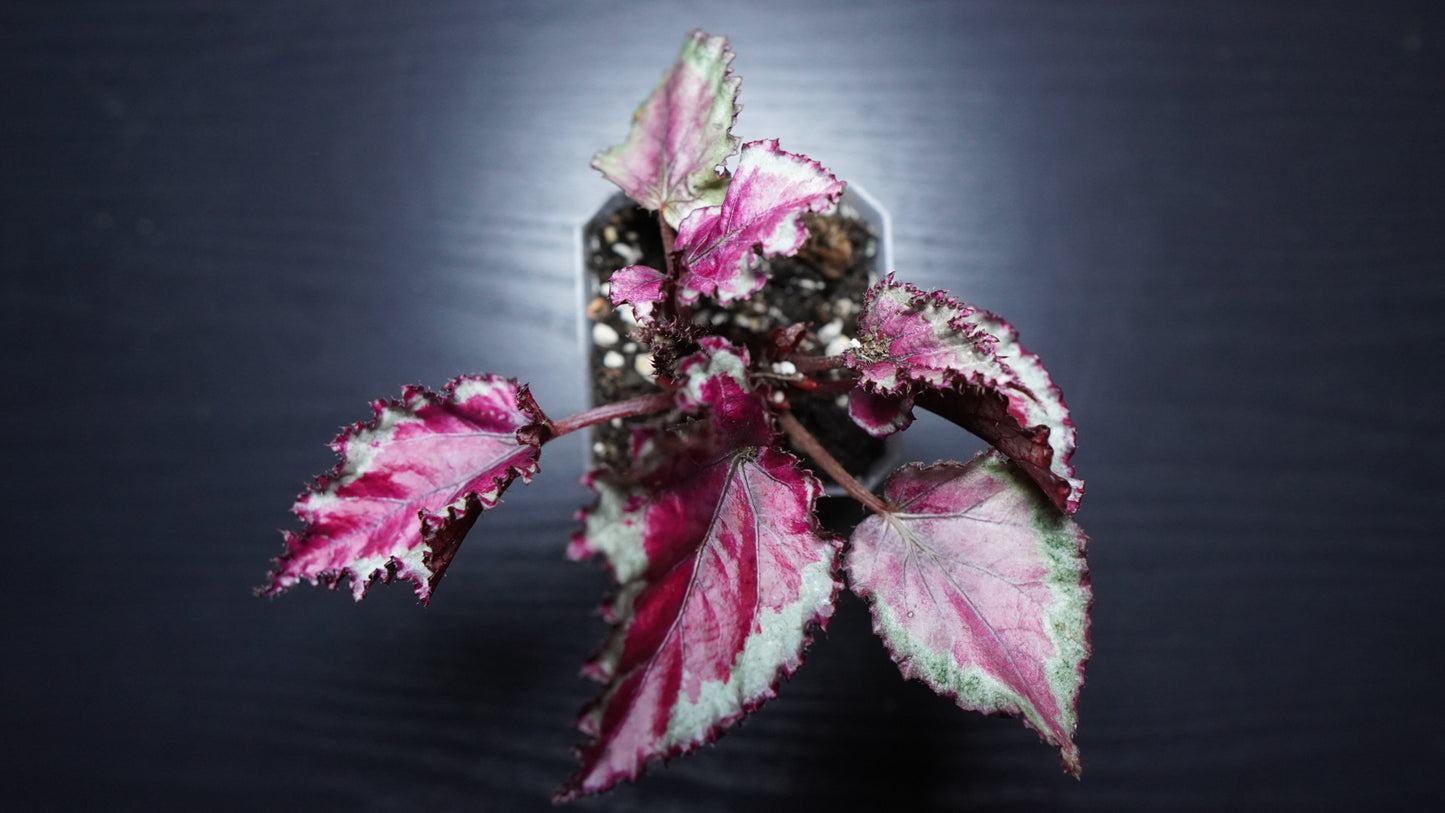 Rex Begonia (SpitFire)