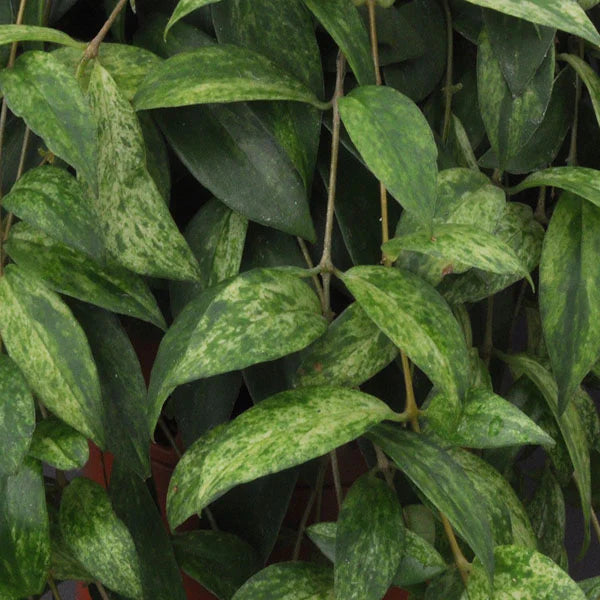 Variegated Lipstick Plant