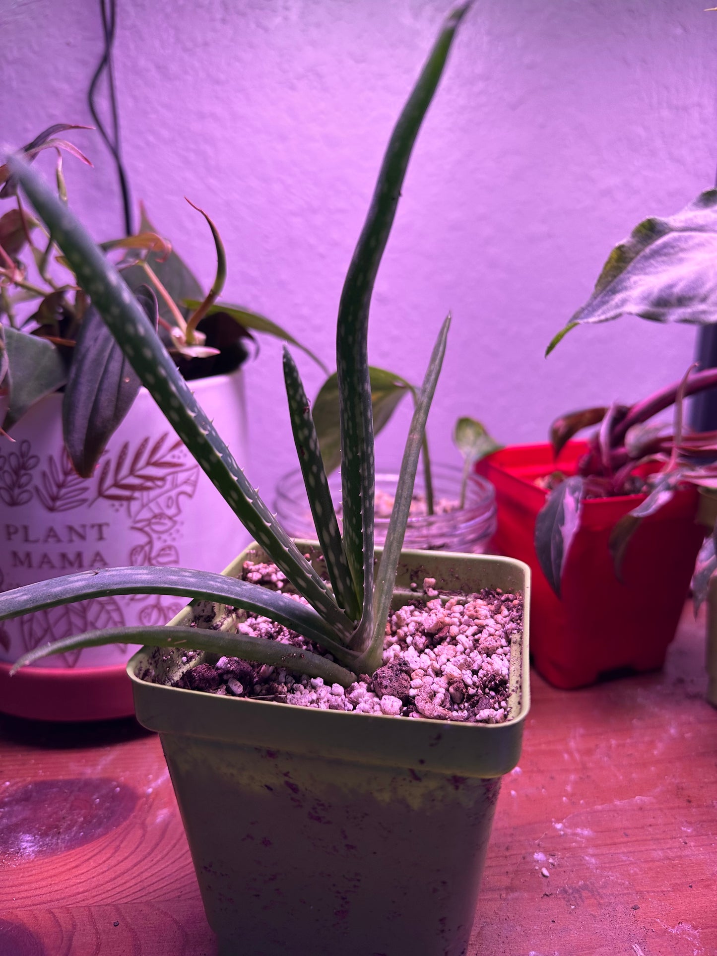 Aloe Vera