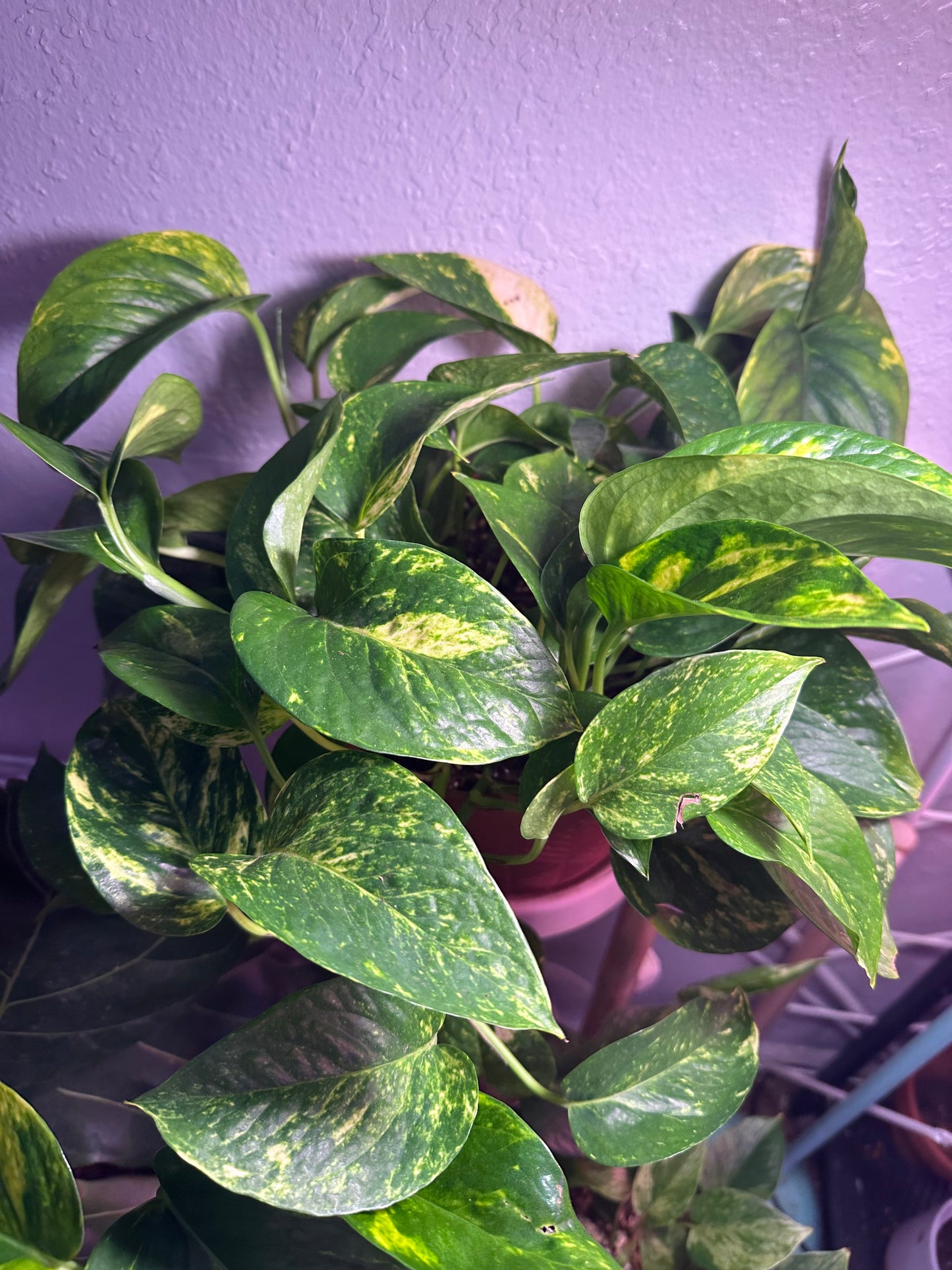 Golden Pothos