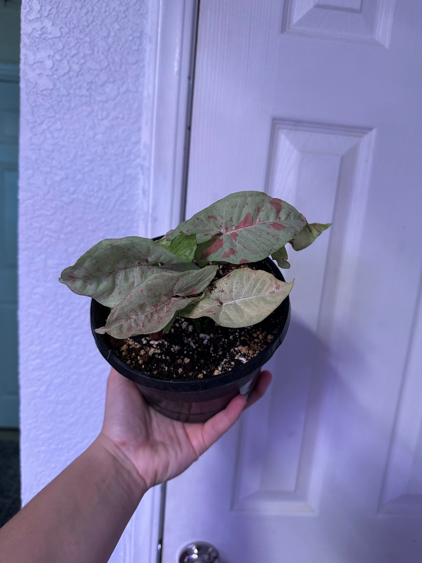 Milk Confetti Syngonium