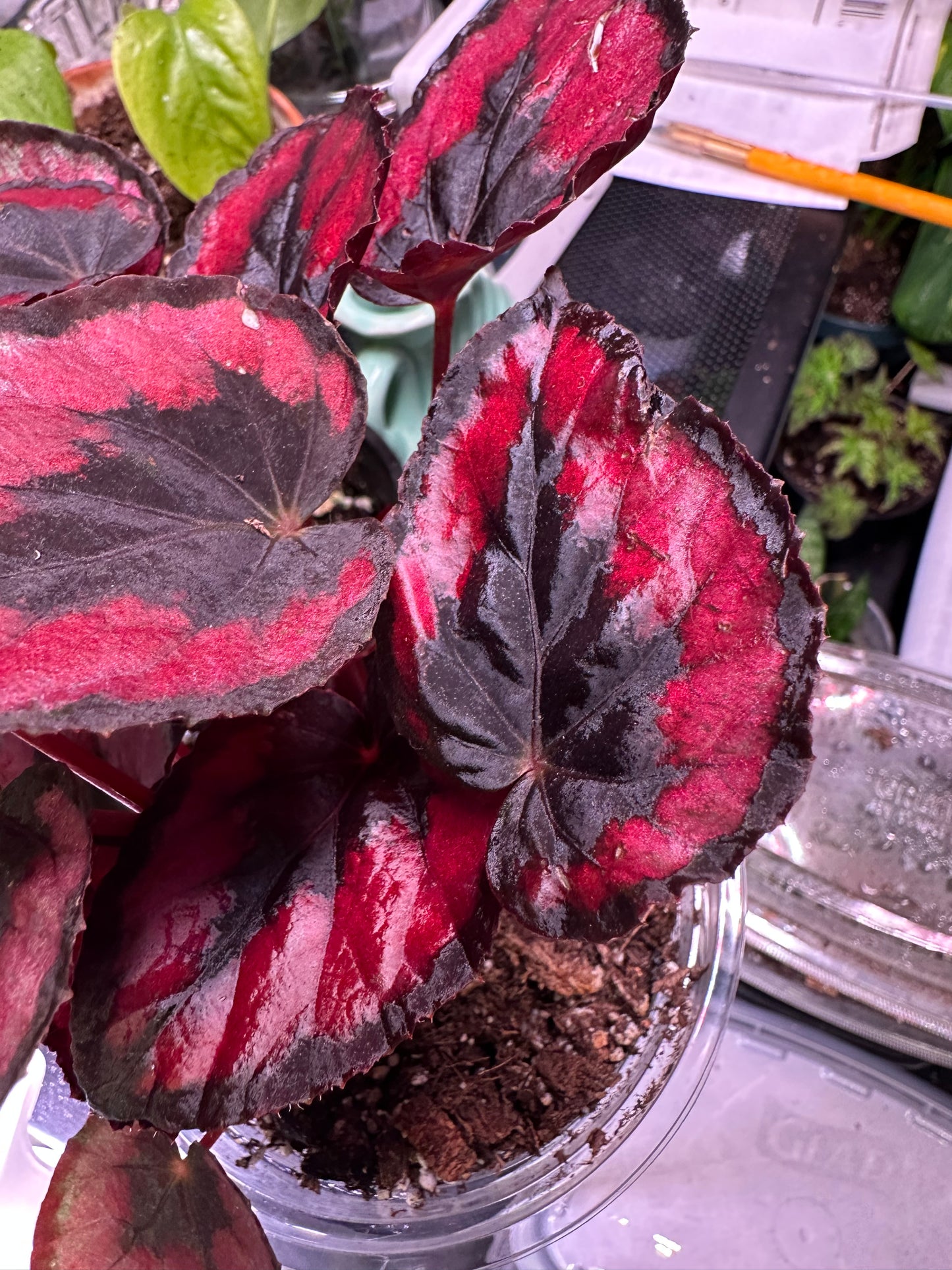 Begonia (Red Robin)