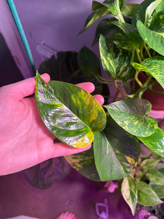 Golden Pothos