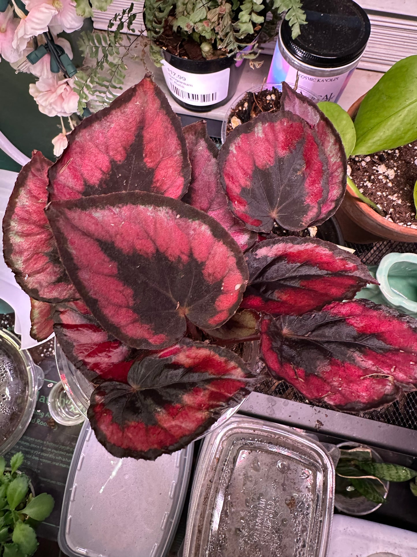 Begonia (Red Robin)