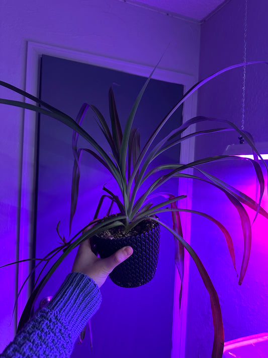 Spider Plant