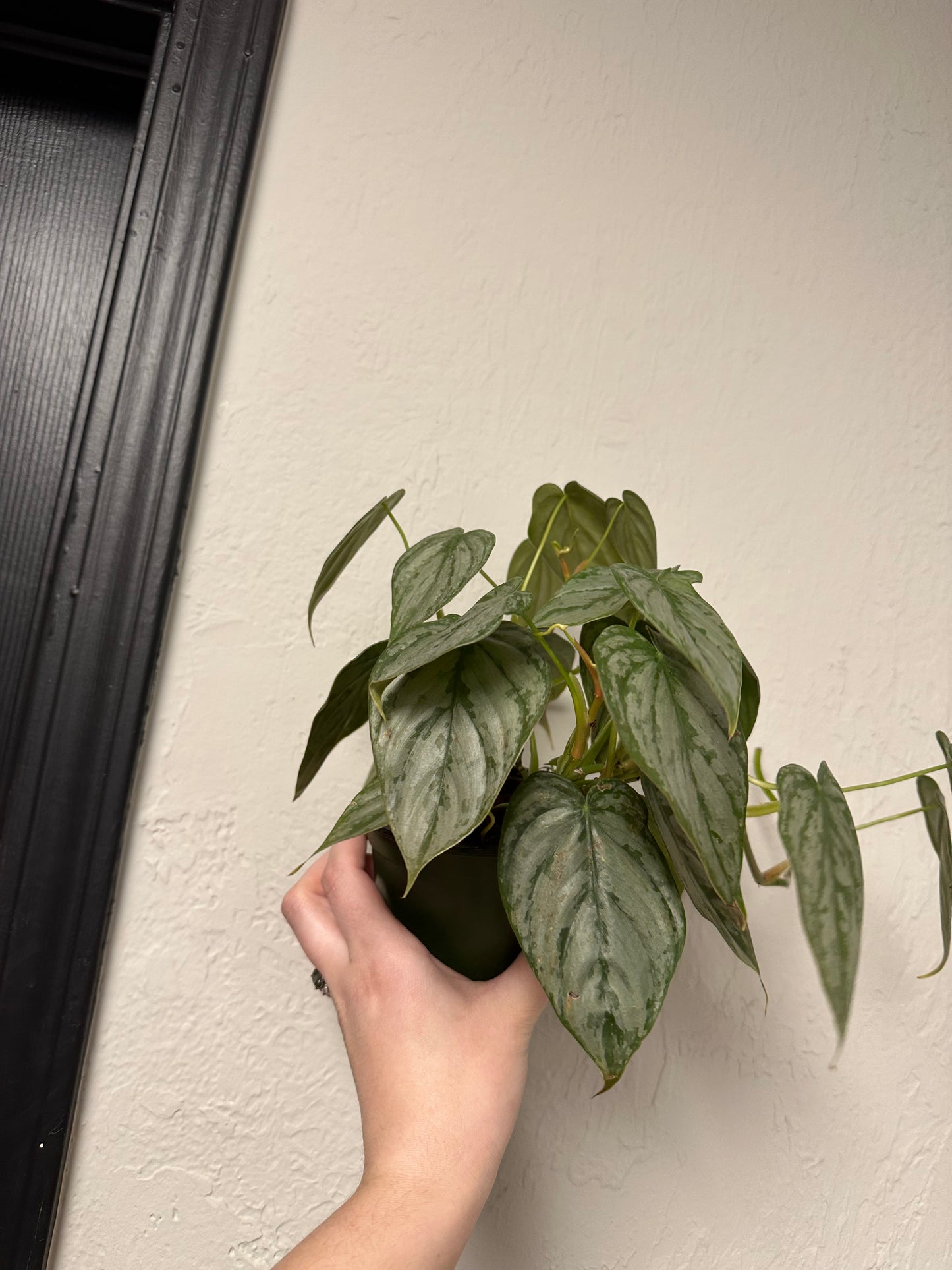 Philodendron brandtianum