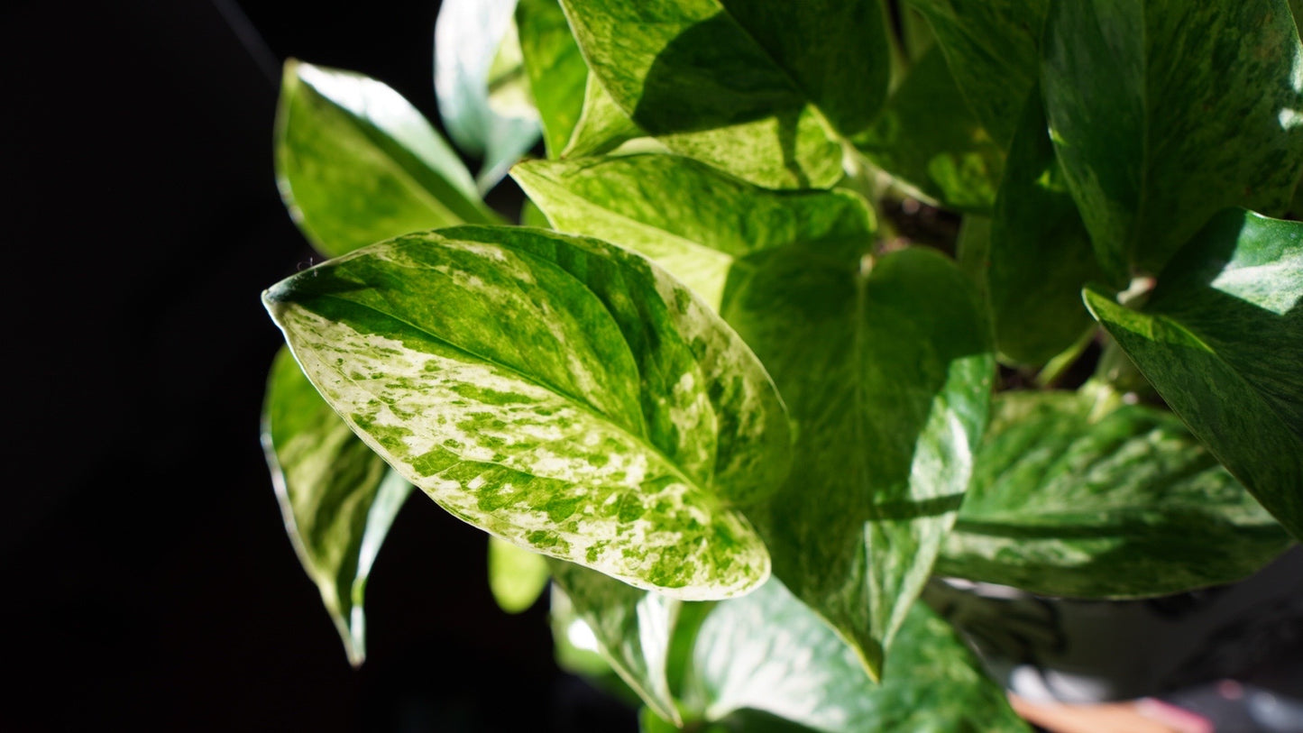 Pothos Bundle