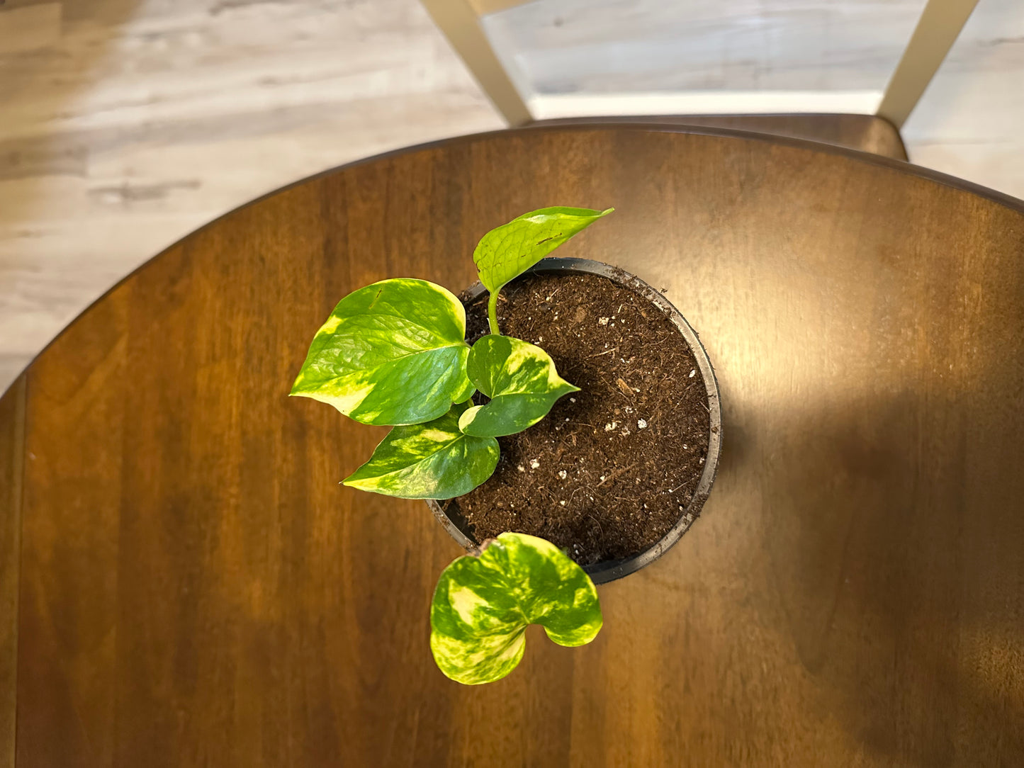 Golden Pothos