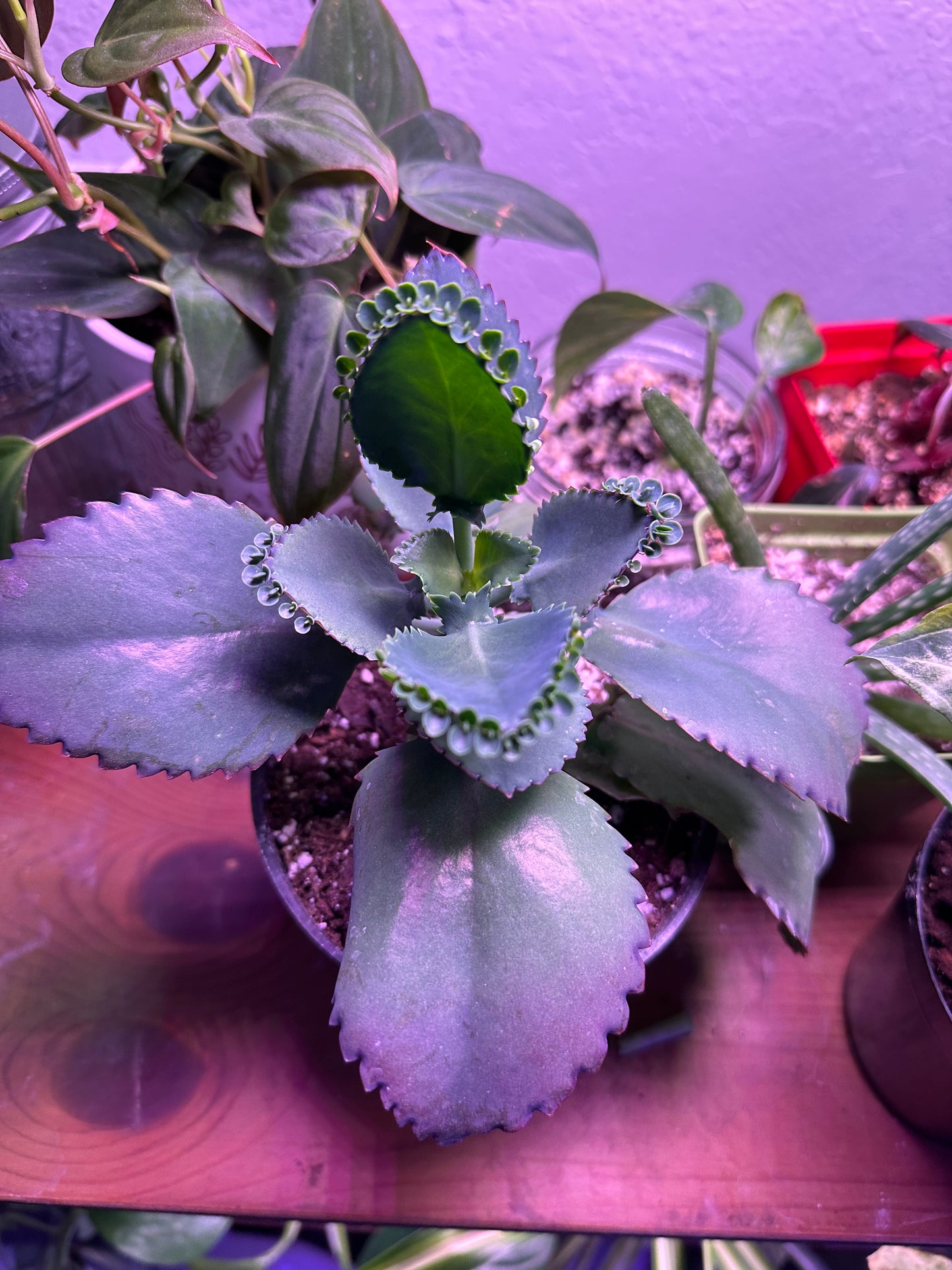 Mother Of Thousands