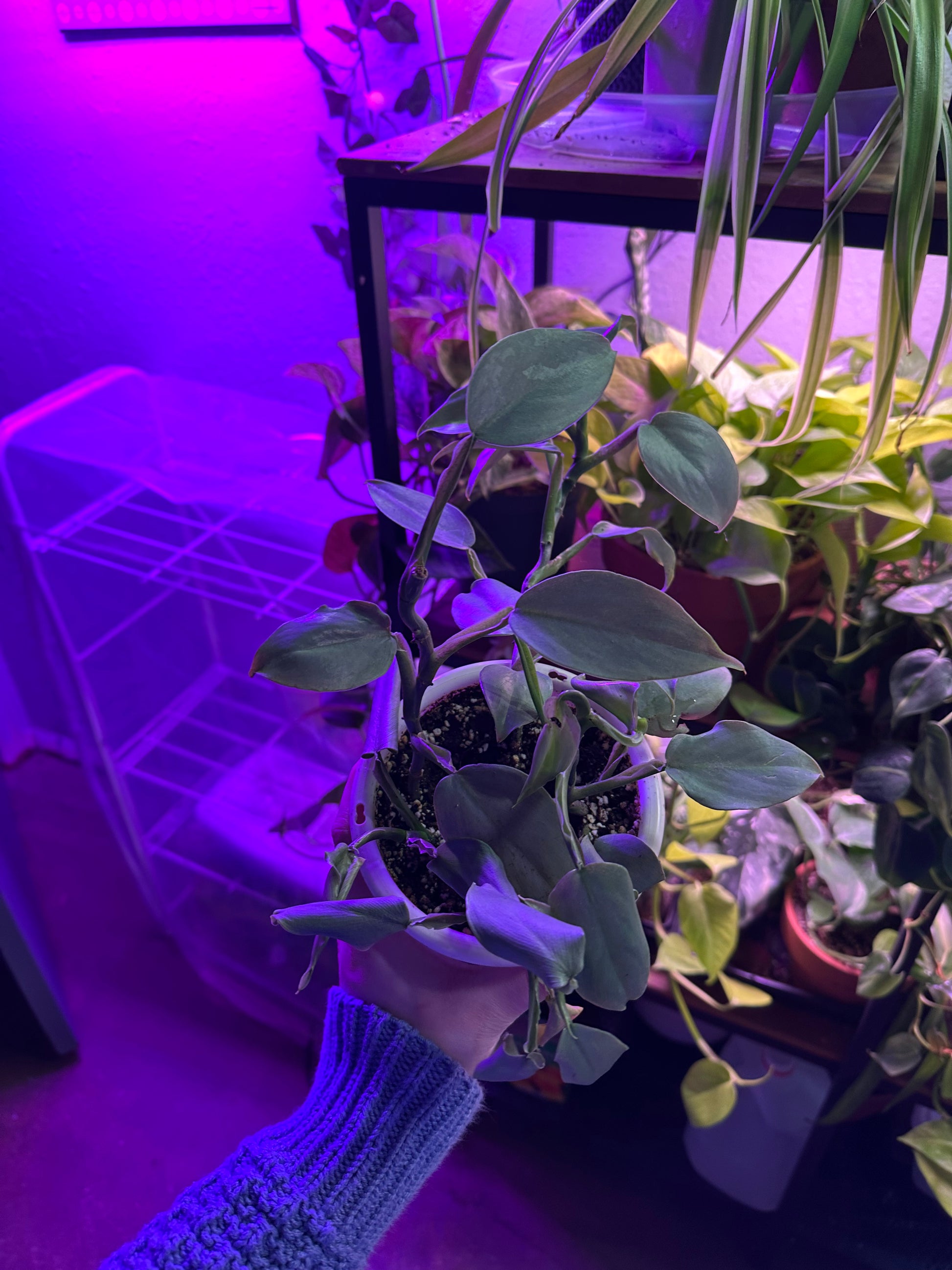 purple sword philodendron Philodendron Silver Sword – Fauna Grows