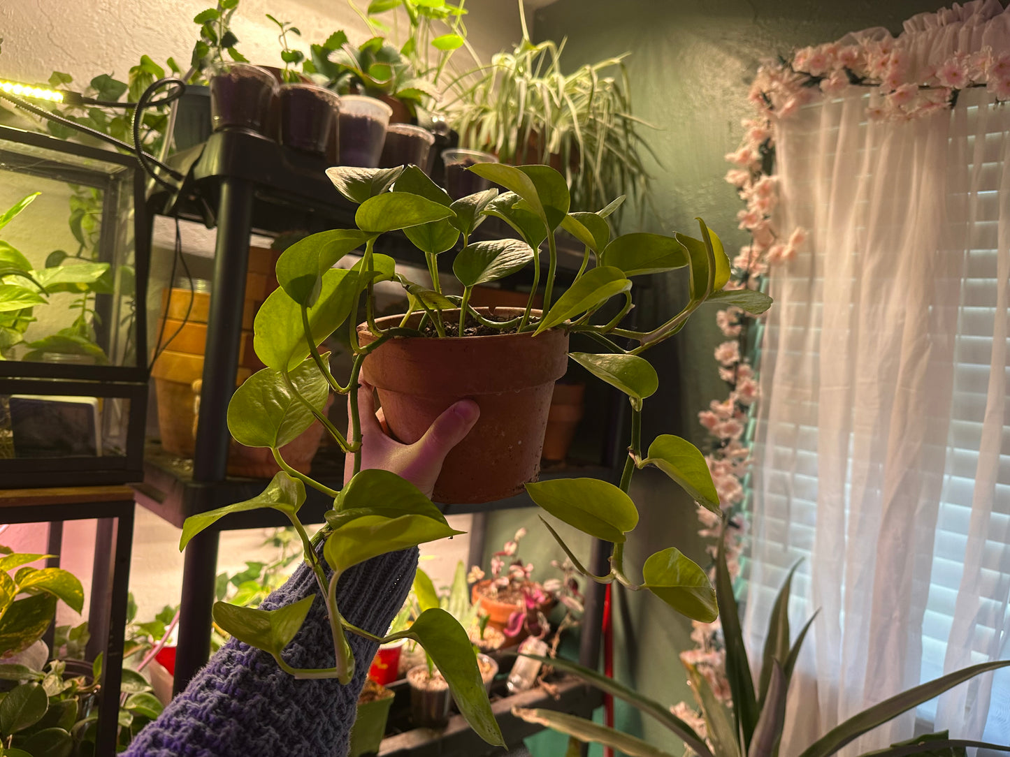 Neon Pothos