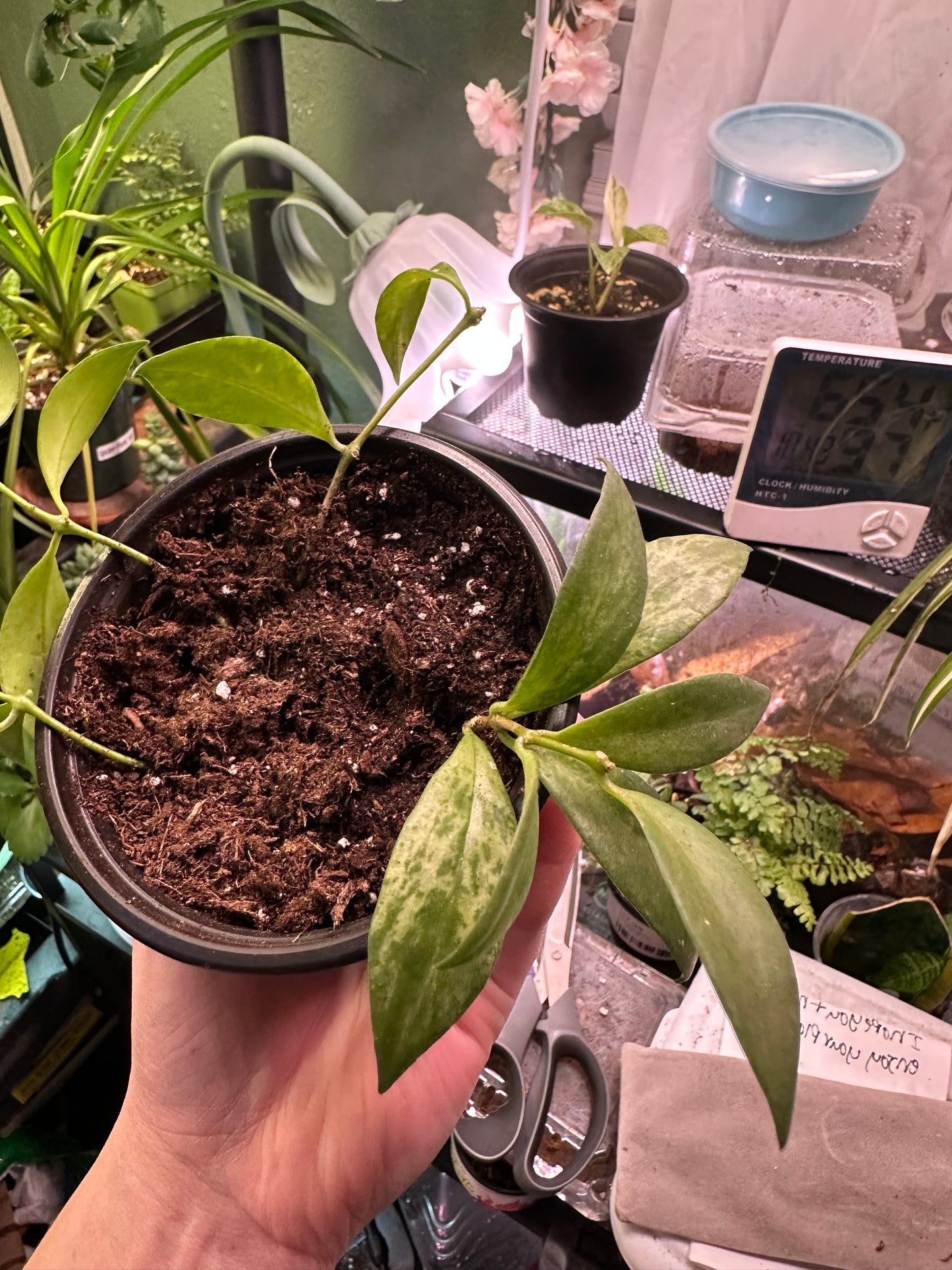 Variegated Lipstick Plant