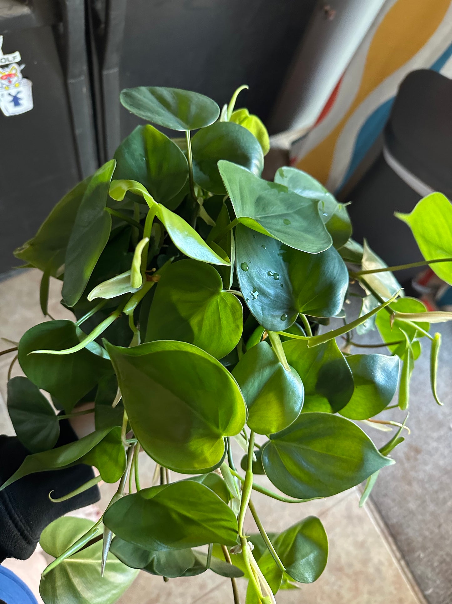 Heartleaf Philodendron