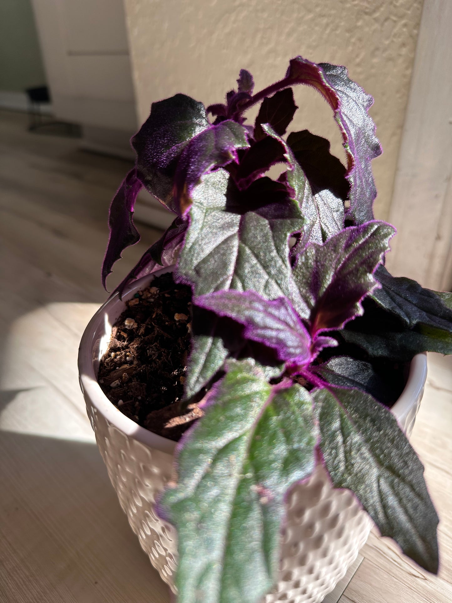 purple passion plant fertilizer Purple Passion – Fauna Grows