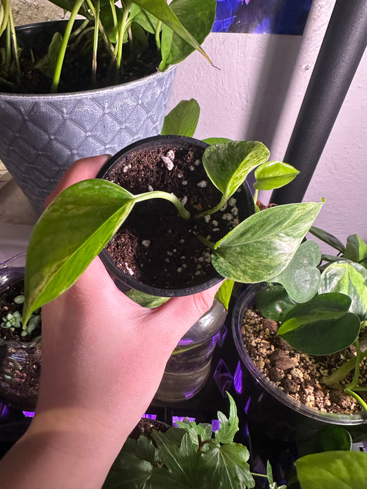 Marble Queen Pothos