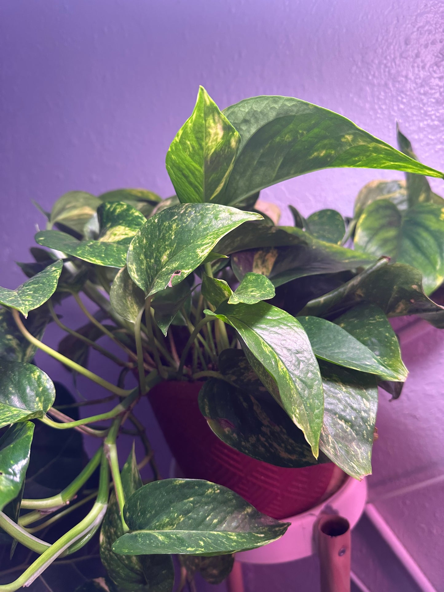 Golden Pothos