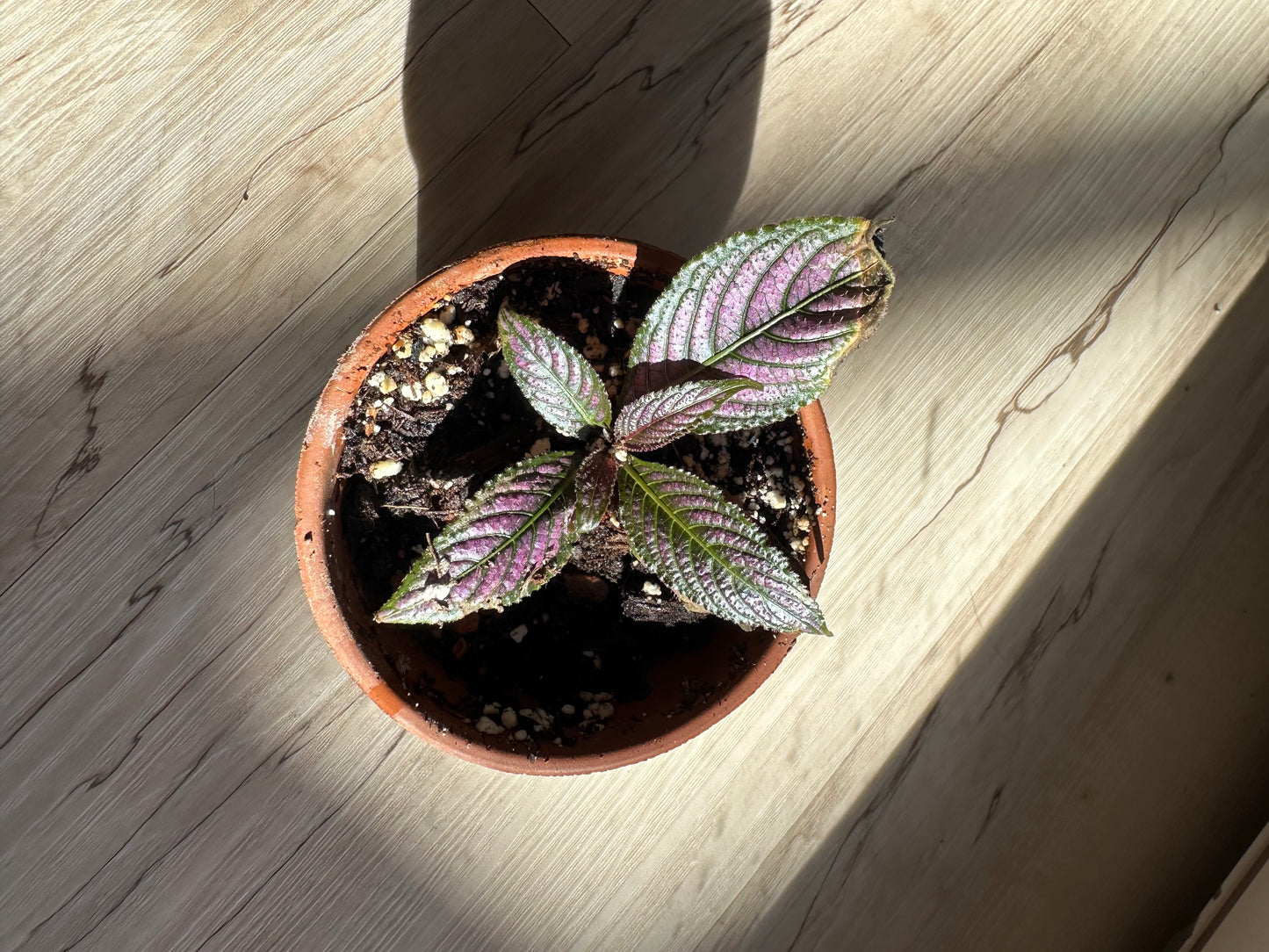 Persian Shield Royal Purple