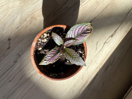 Persian Shield Royal Purple