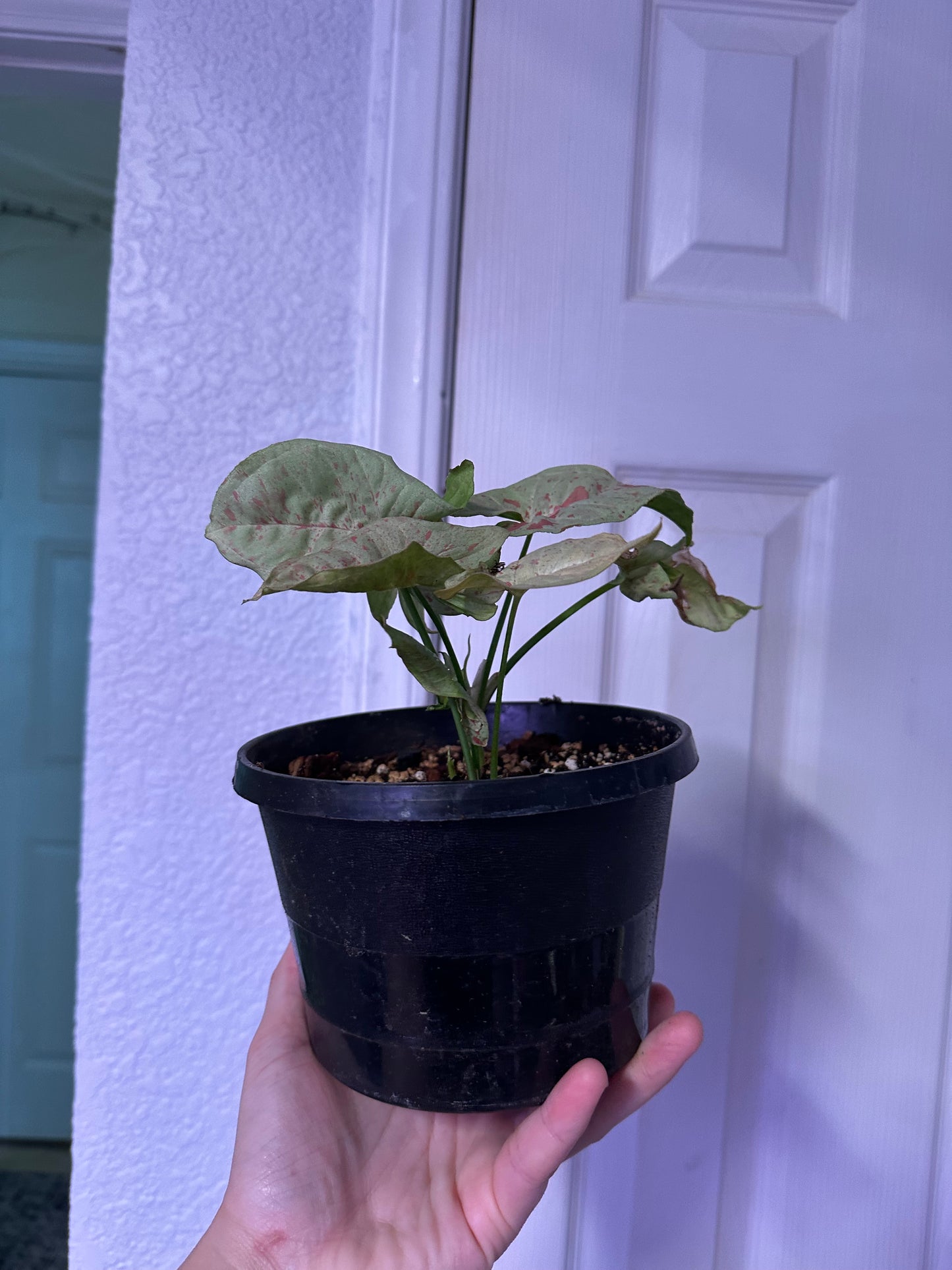 Milk Confetti Syngonium