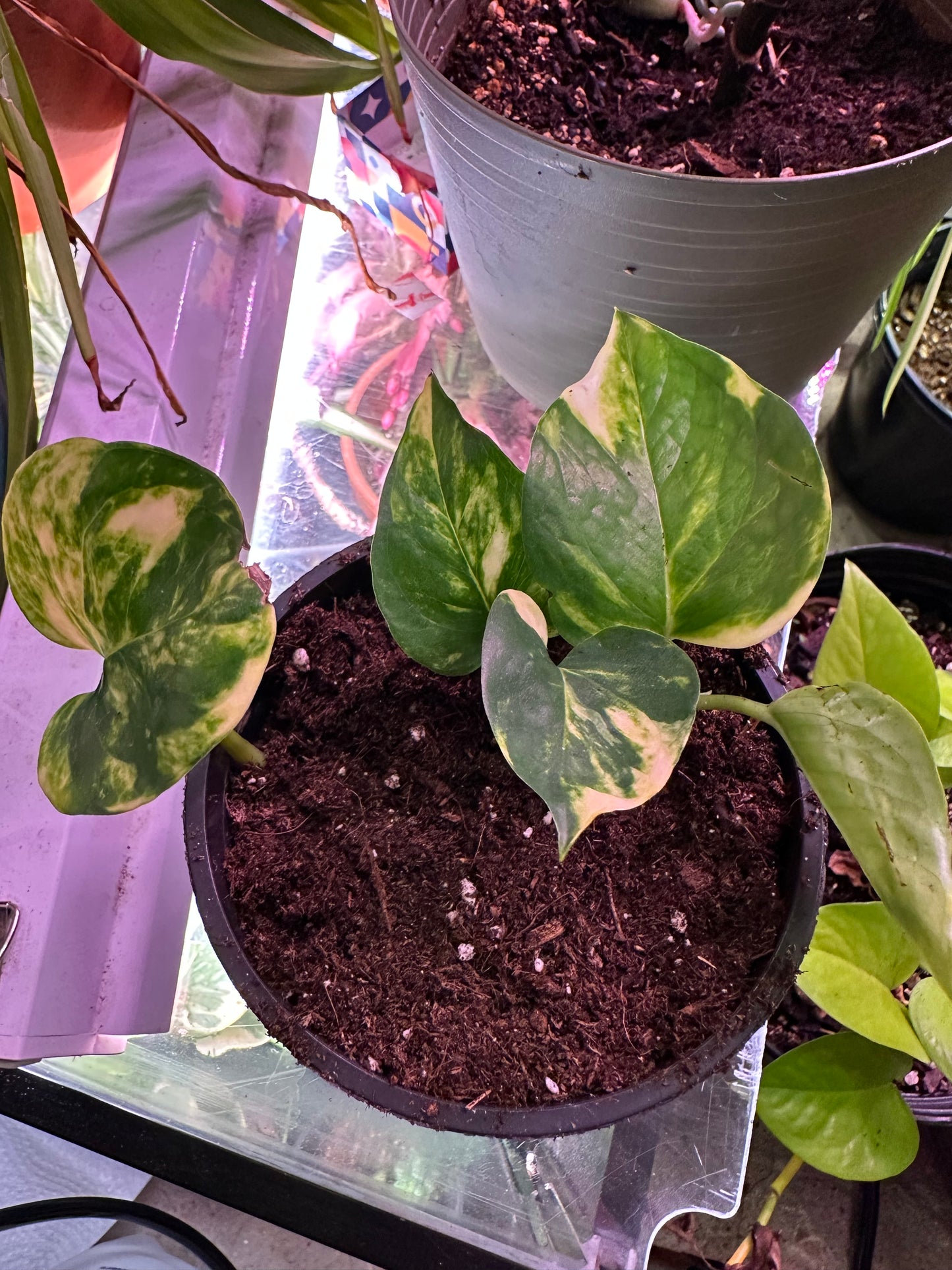Golden Pothos