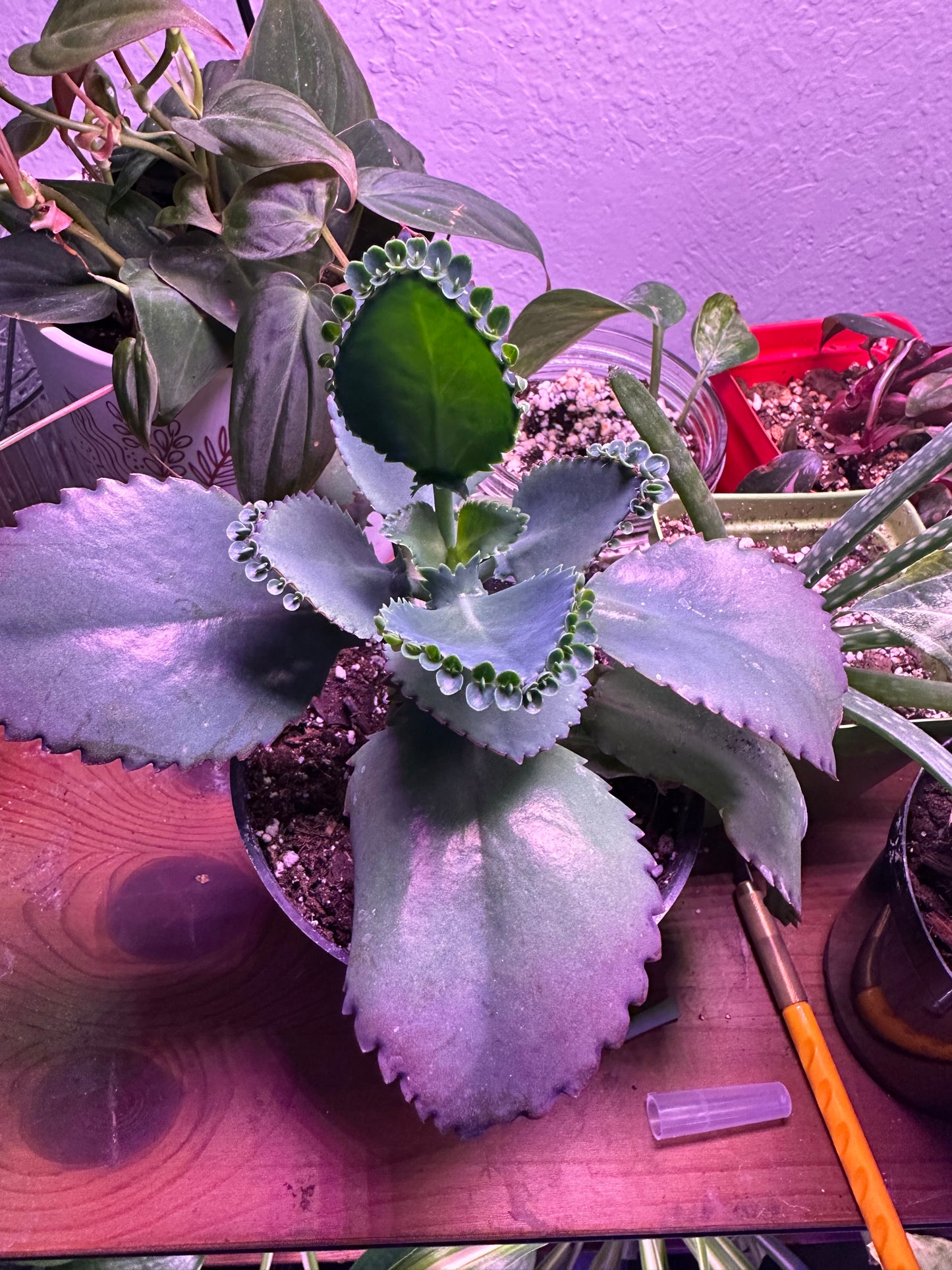 Mother Of Thousands