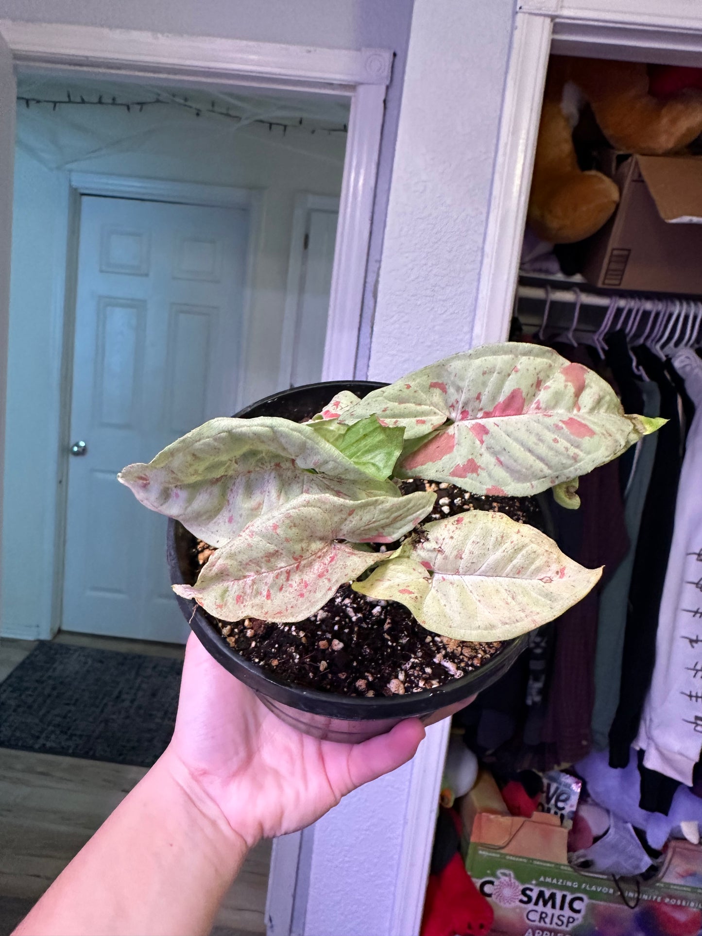 Milk Confetti Syngonium