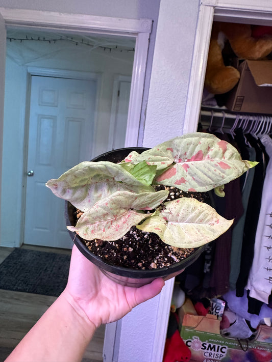 Milk Confetti Syngonium