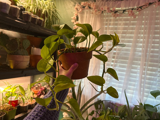 Neon Pothos