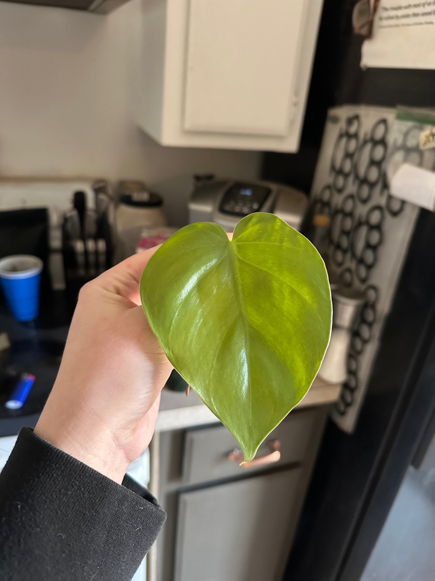 Heartleaf Philodendron