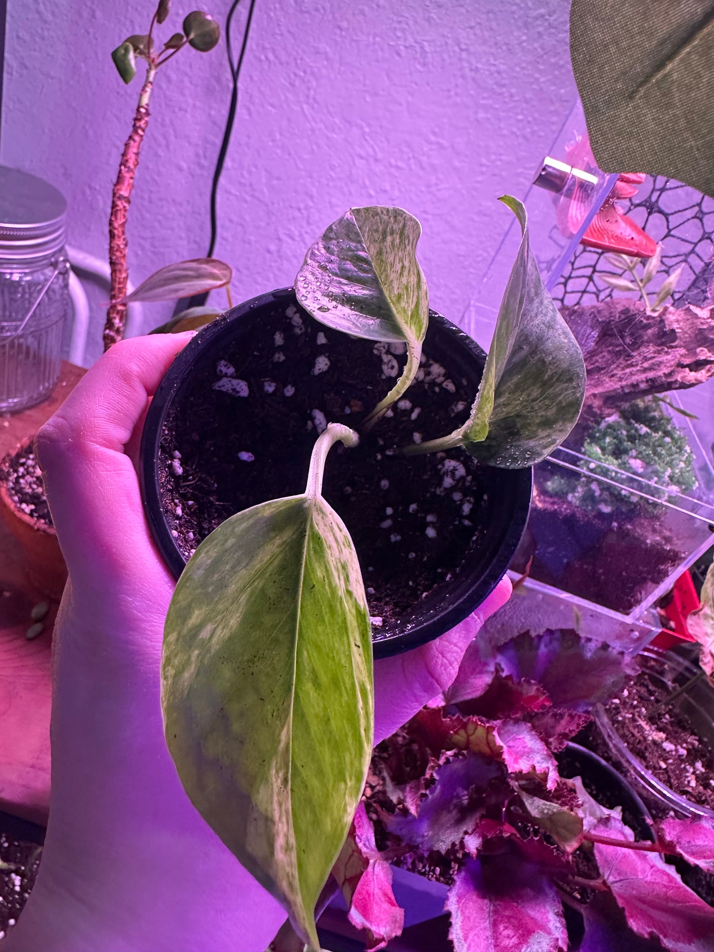 Marble Queen Pothos