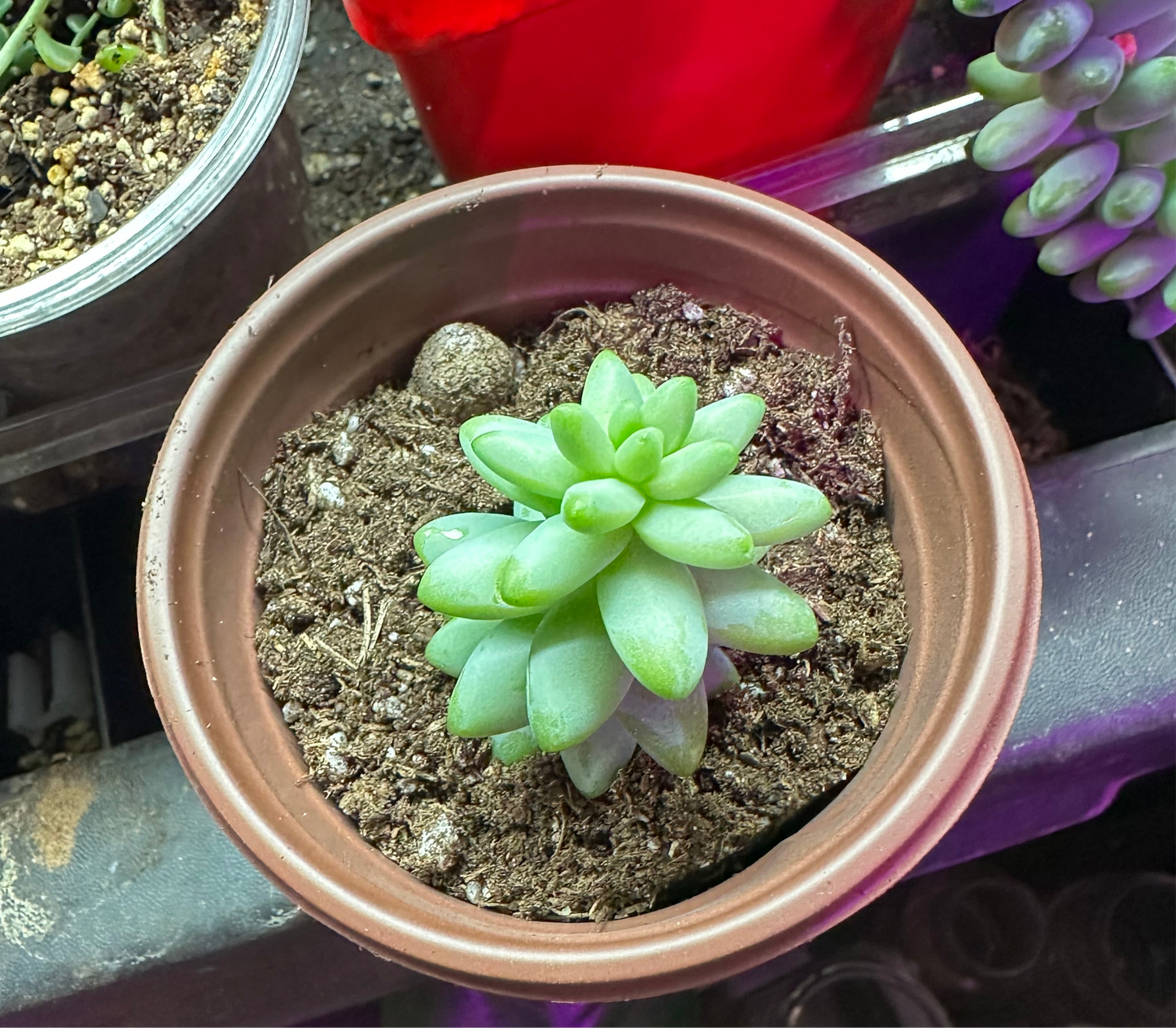 Burros Tail