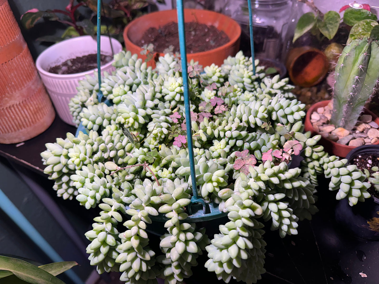 Burros Tail