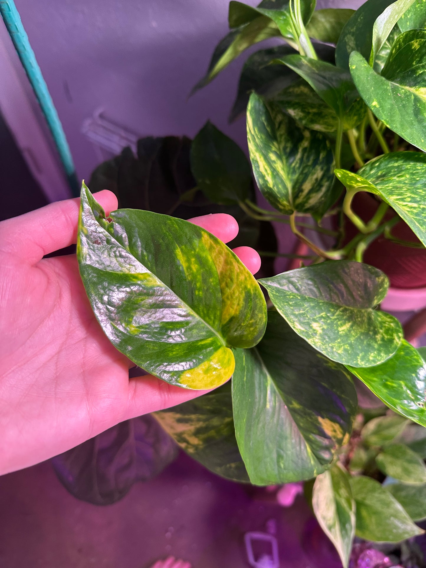 Pothos Bundle