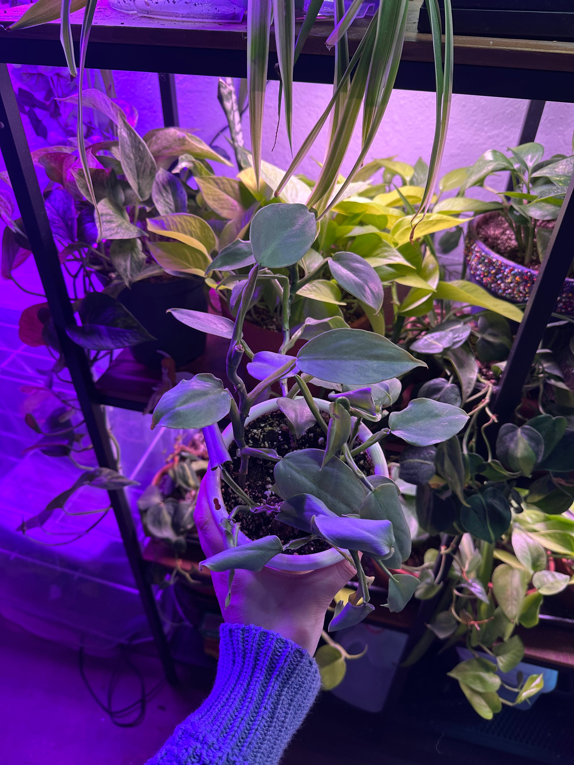 purple sword philodendron Philodendron Silver Sword – Fauna Grows