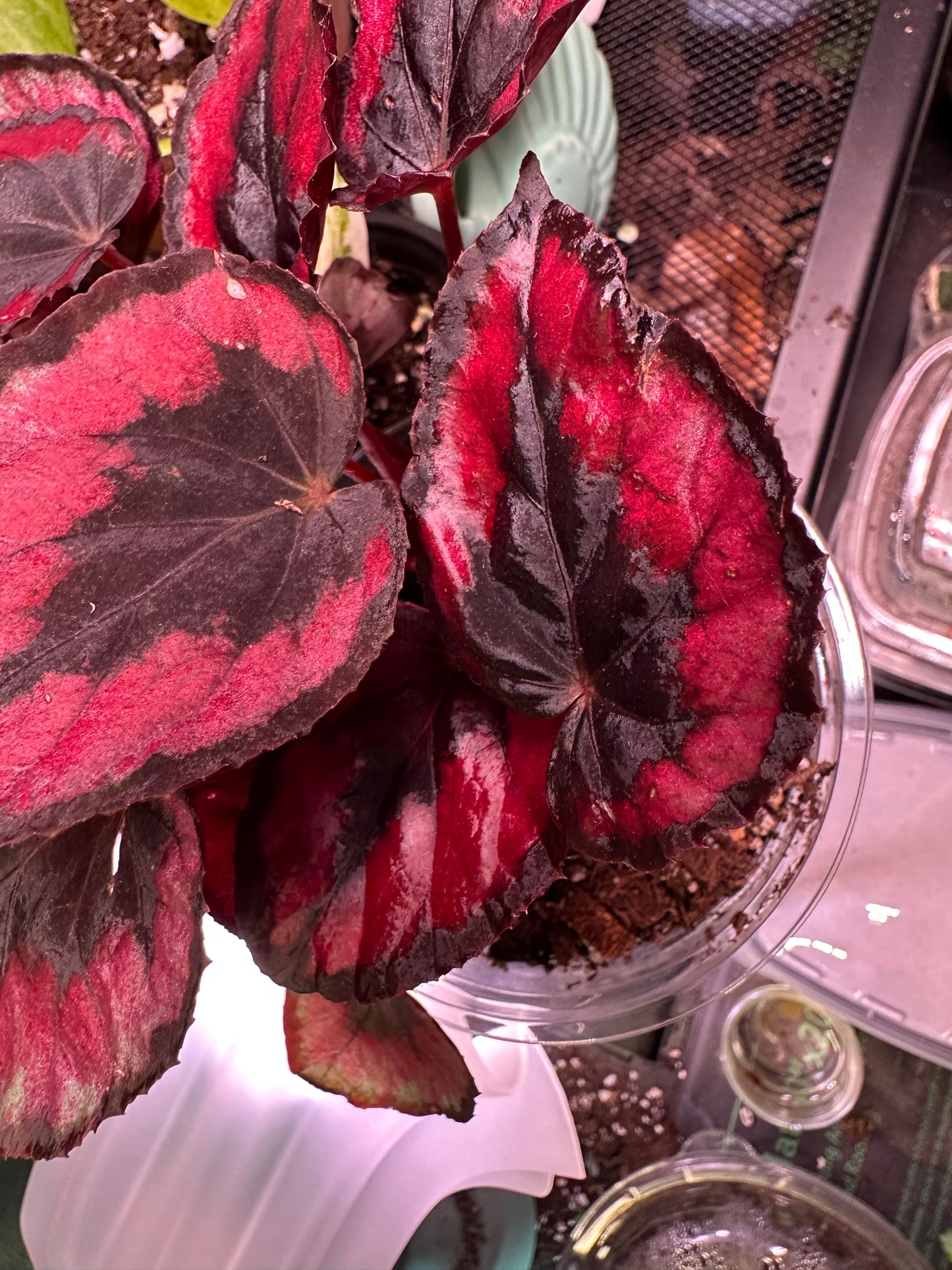 Begonia (Red Robin)