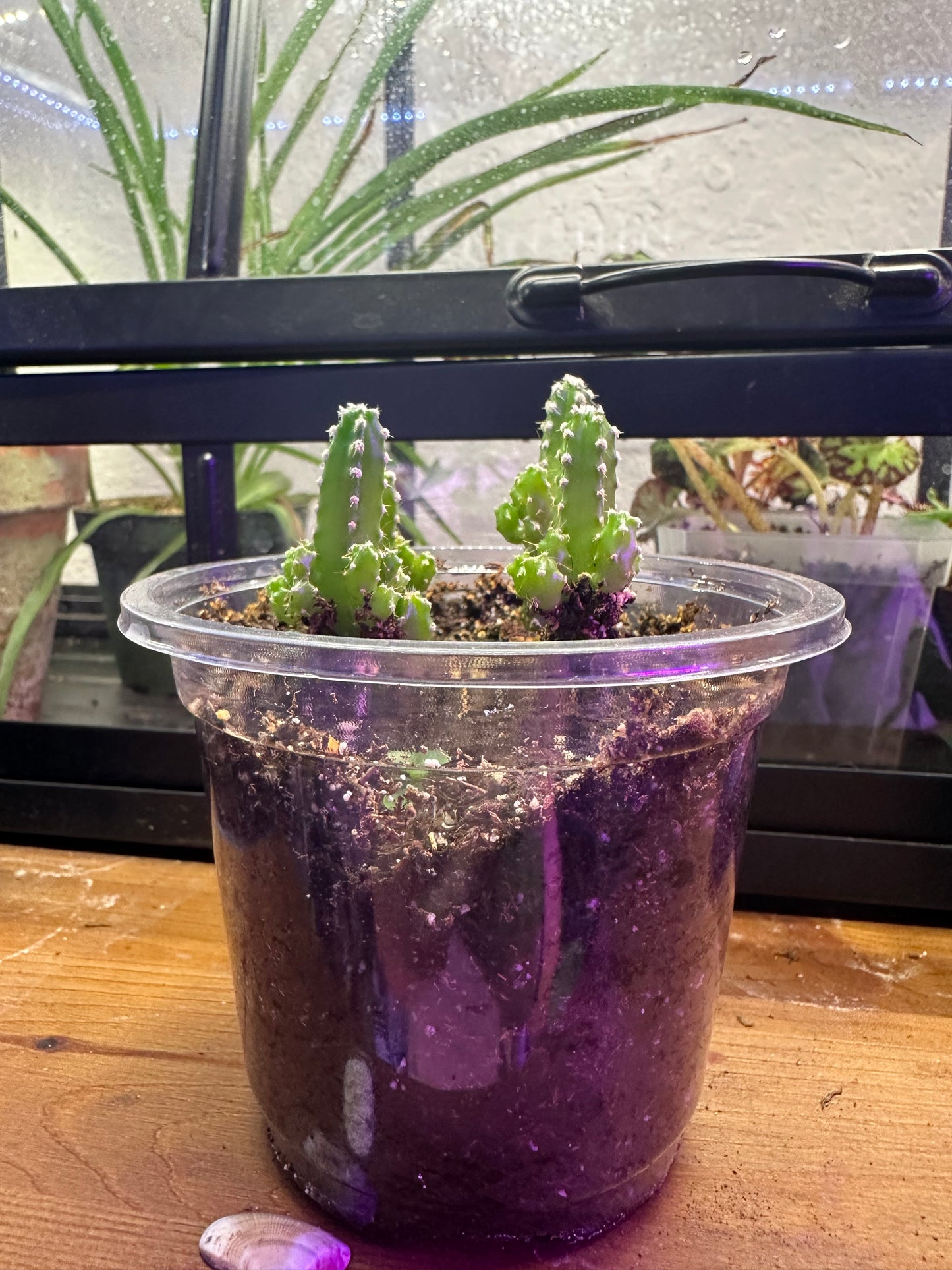 Fairy Castle Cactus