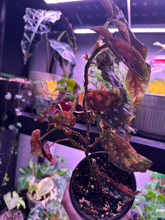 Polkadot Begonia