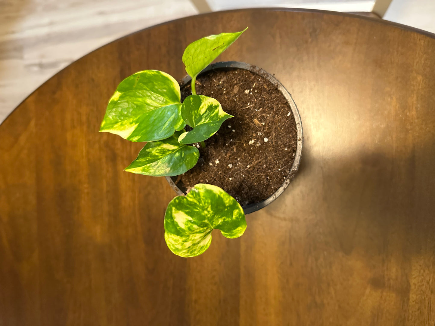 Golden Pothos