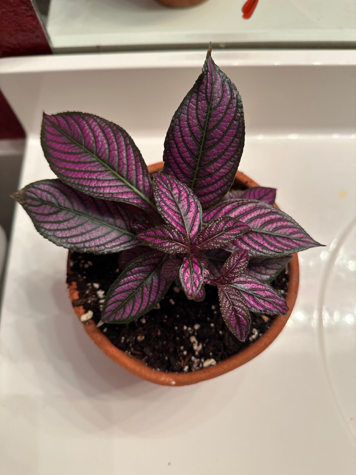 Persian Shield Royal Purple