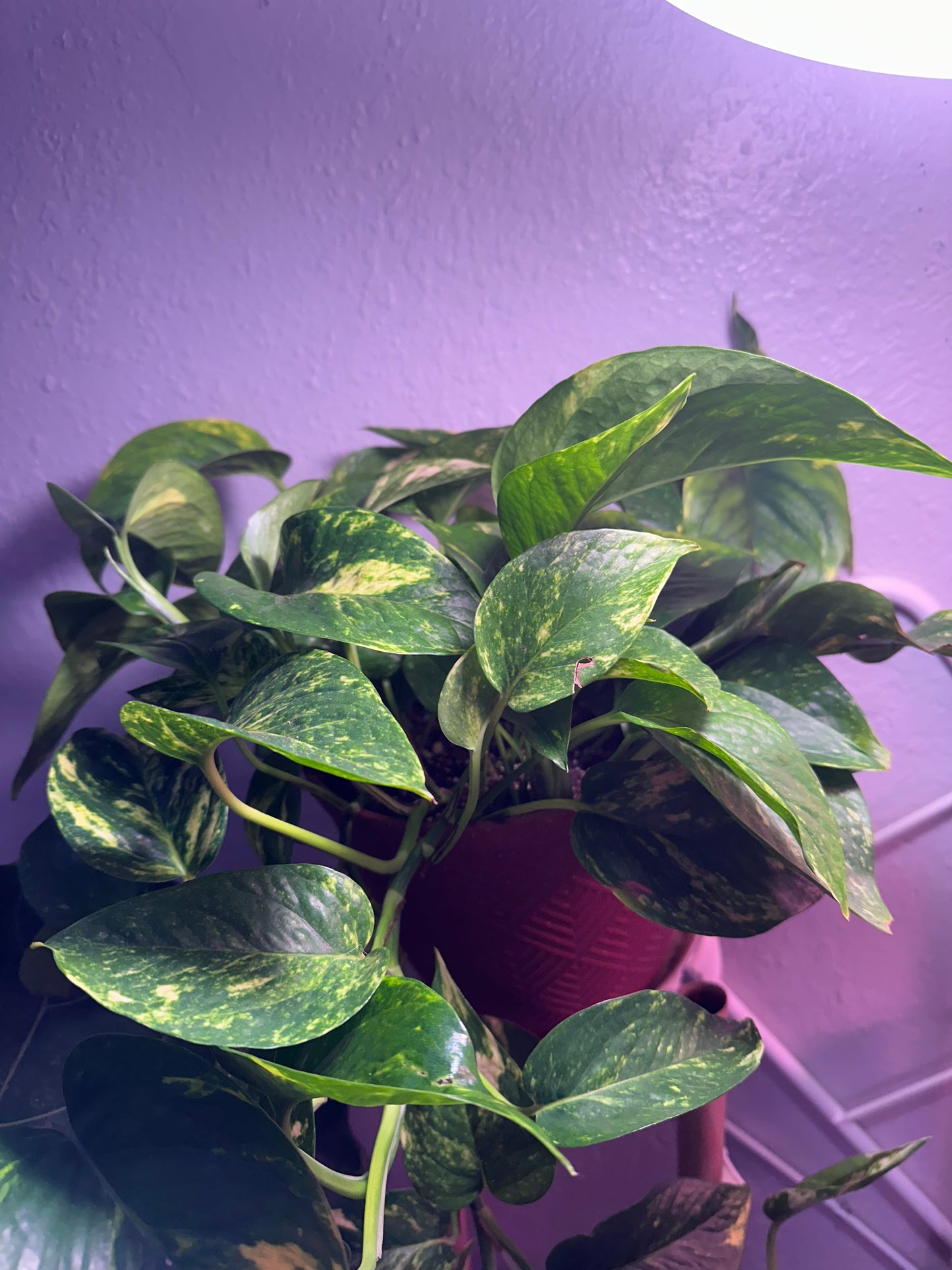 Golden Pothos